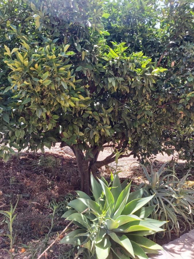 הוילה Puntagorda Casa El Peral מראה חיצוני תמונה